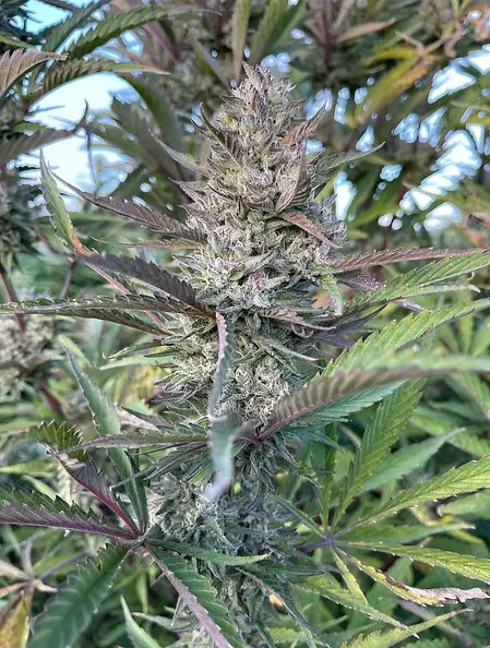 Egyptian Papaya 4