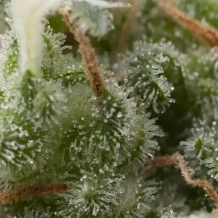 Super Hash