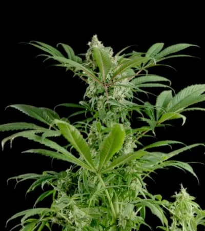 Blue Dream 2