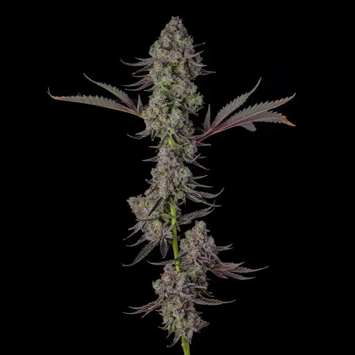 Mr Jones 5