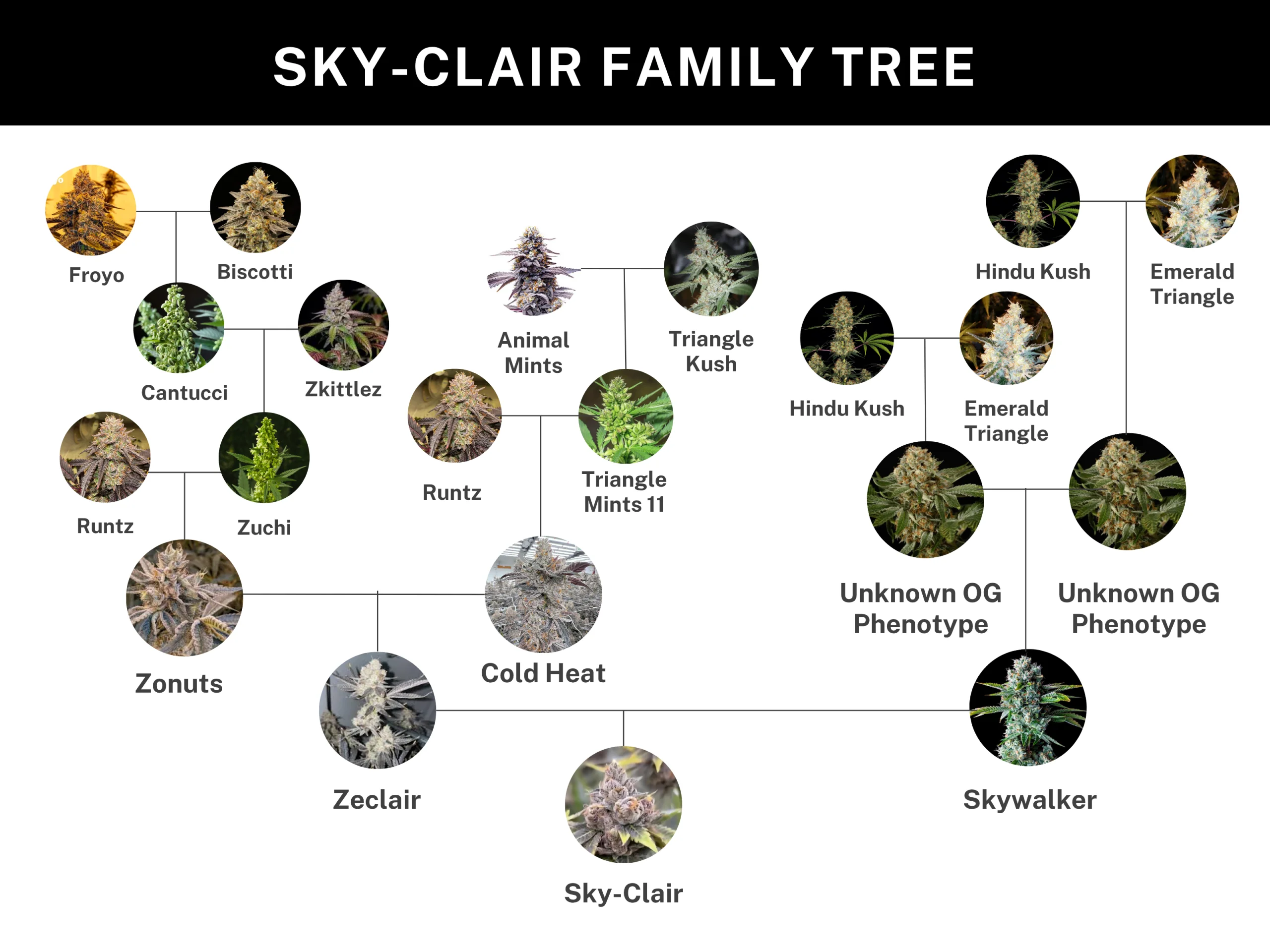 Sky Clair 2