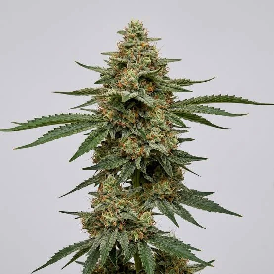 Jack Haze