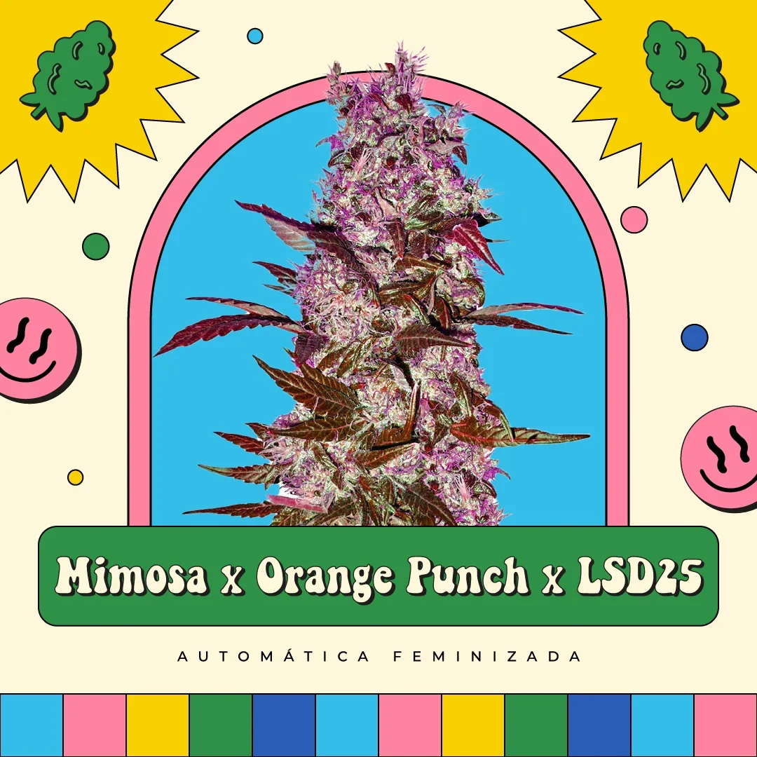 Mimosa X Orange Punch 4