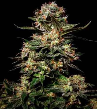 Somango 4
