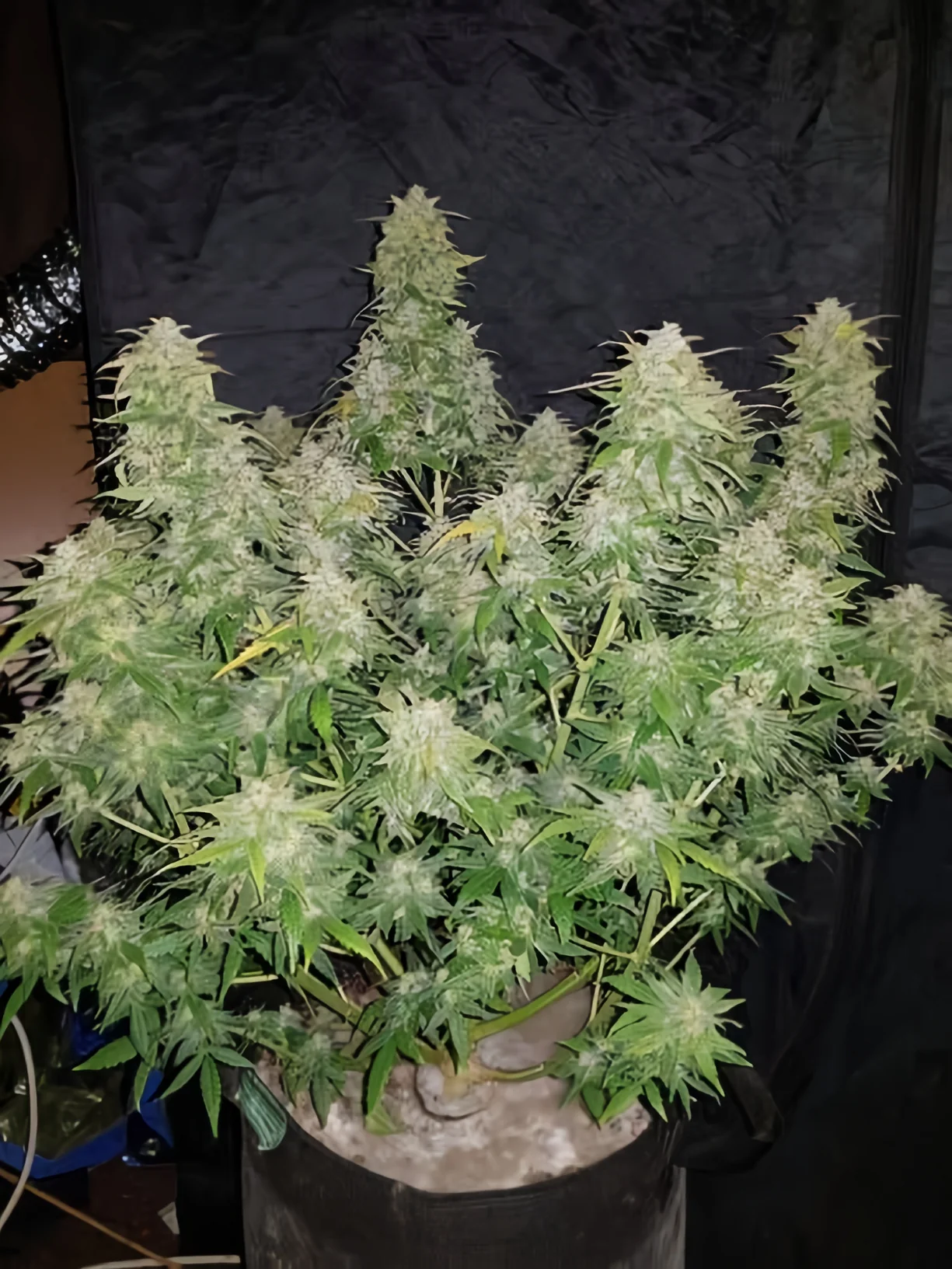 Amnesia Haze