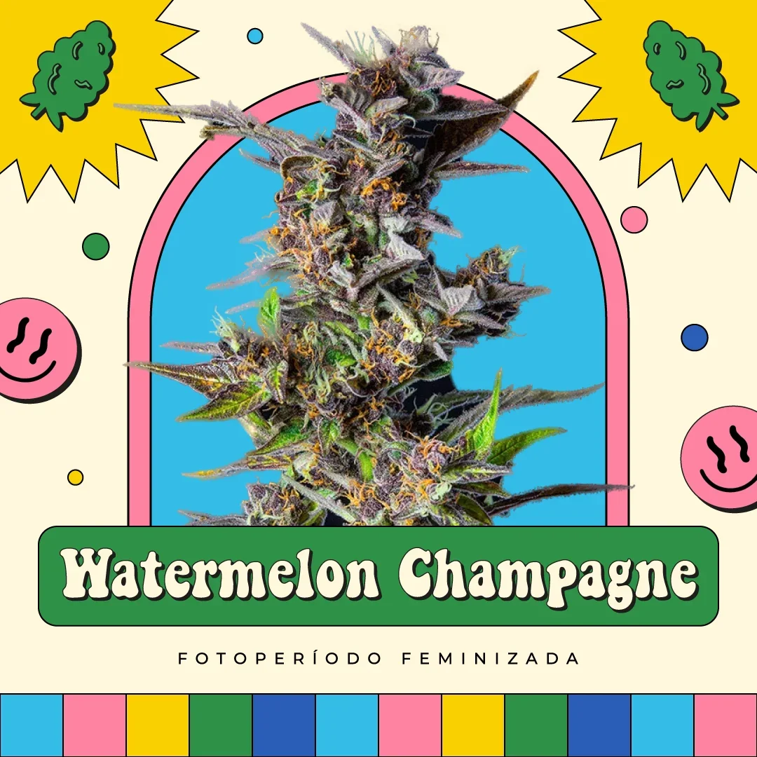Watermelon Champagne