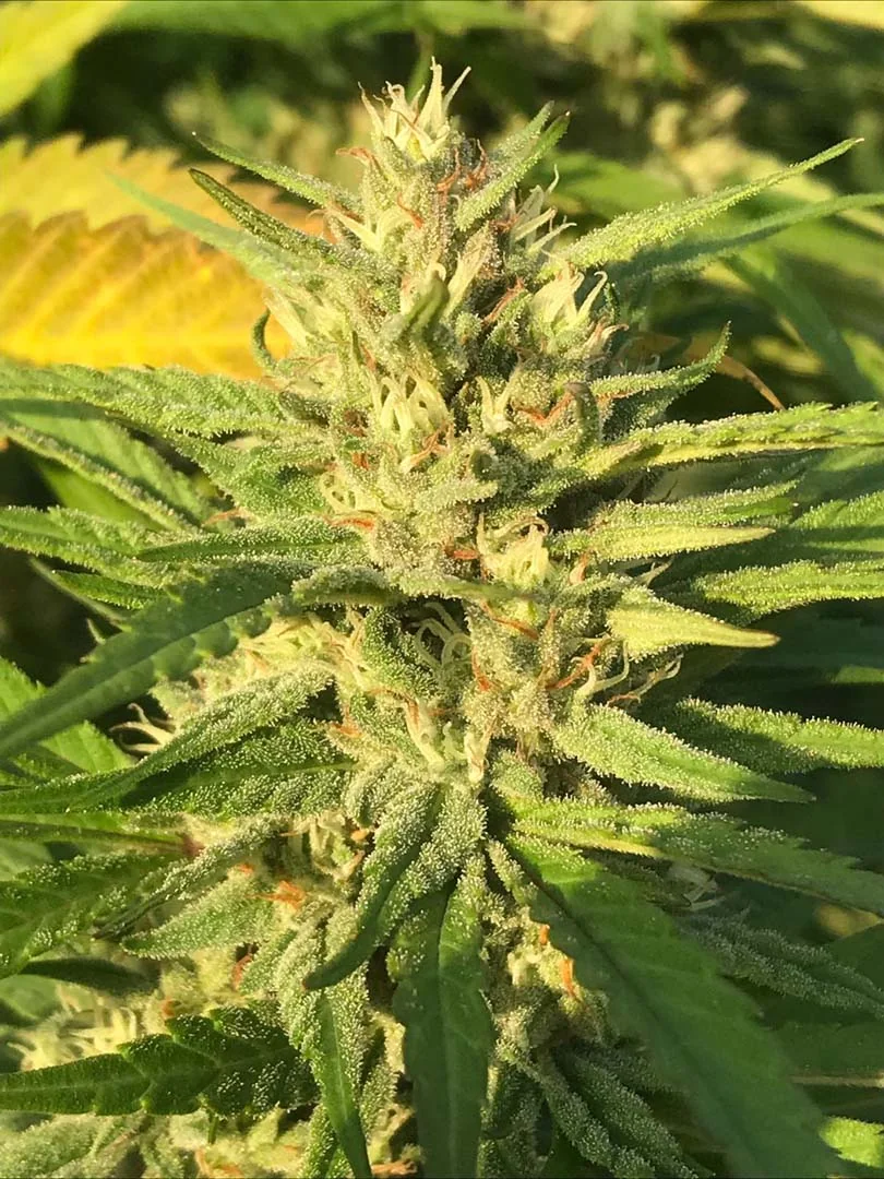 Mazzal Kush 2