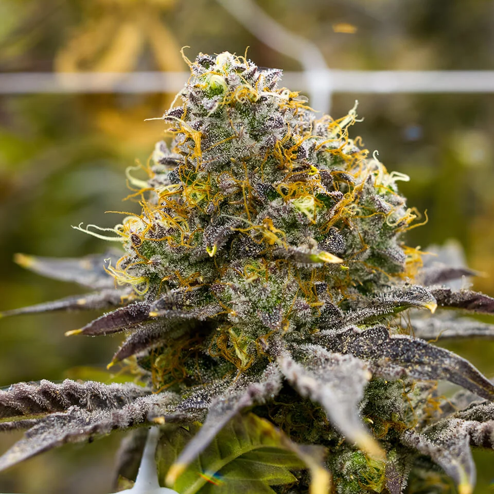 Gelatto Latitudsurseeds 3