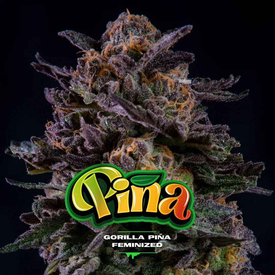 Gorilla Pina 3