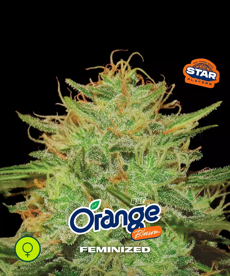 Orange Blossom 3