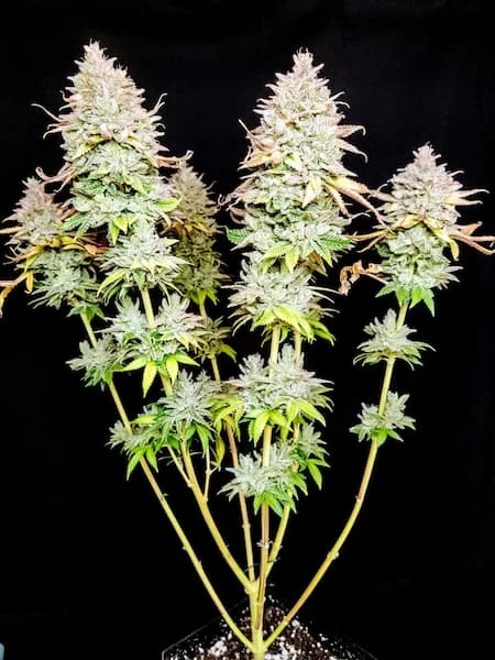 Grateful End Og