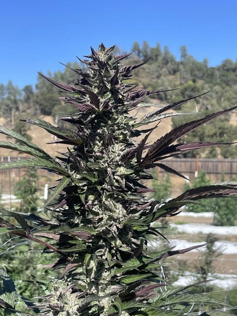 Daily Operations Purple City Genetics