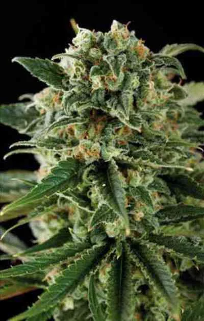 Critical 3
