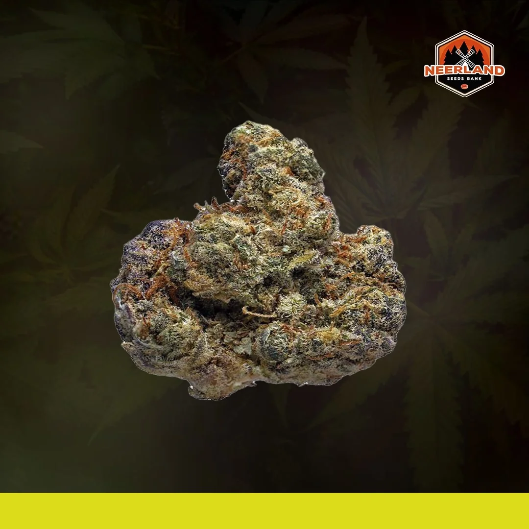Blueberry Jack