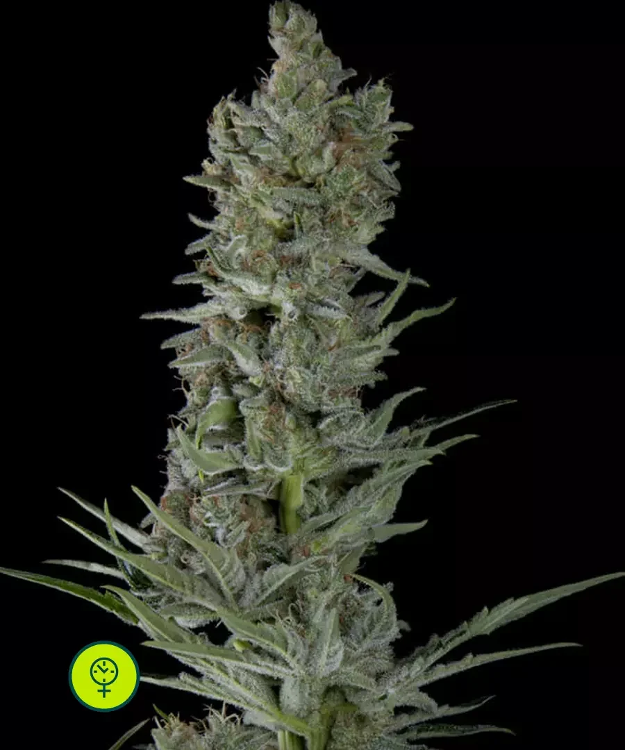 Critical Plus 3