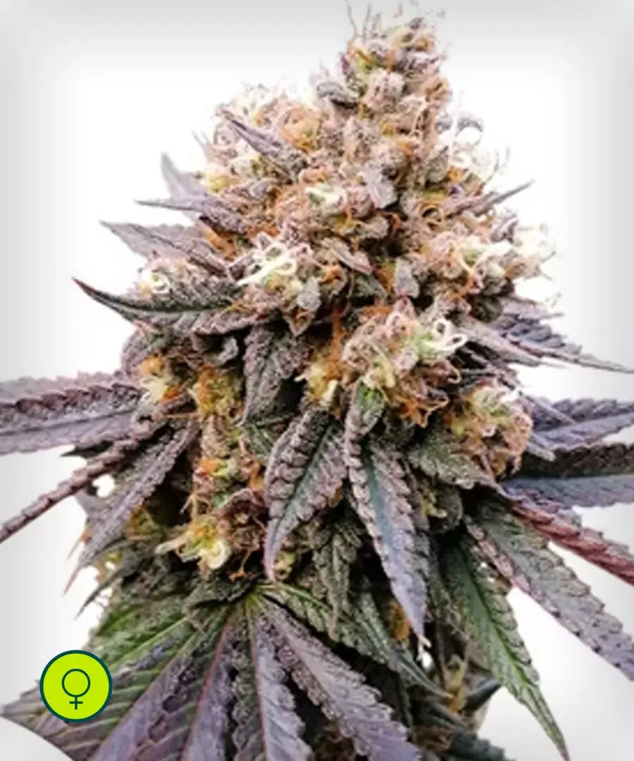Gmo