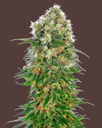 Shiva Skunk