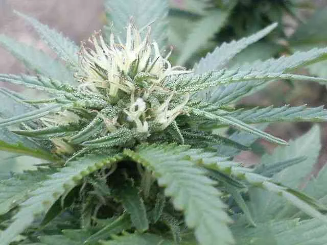 Special Kush 1 3