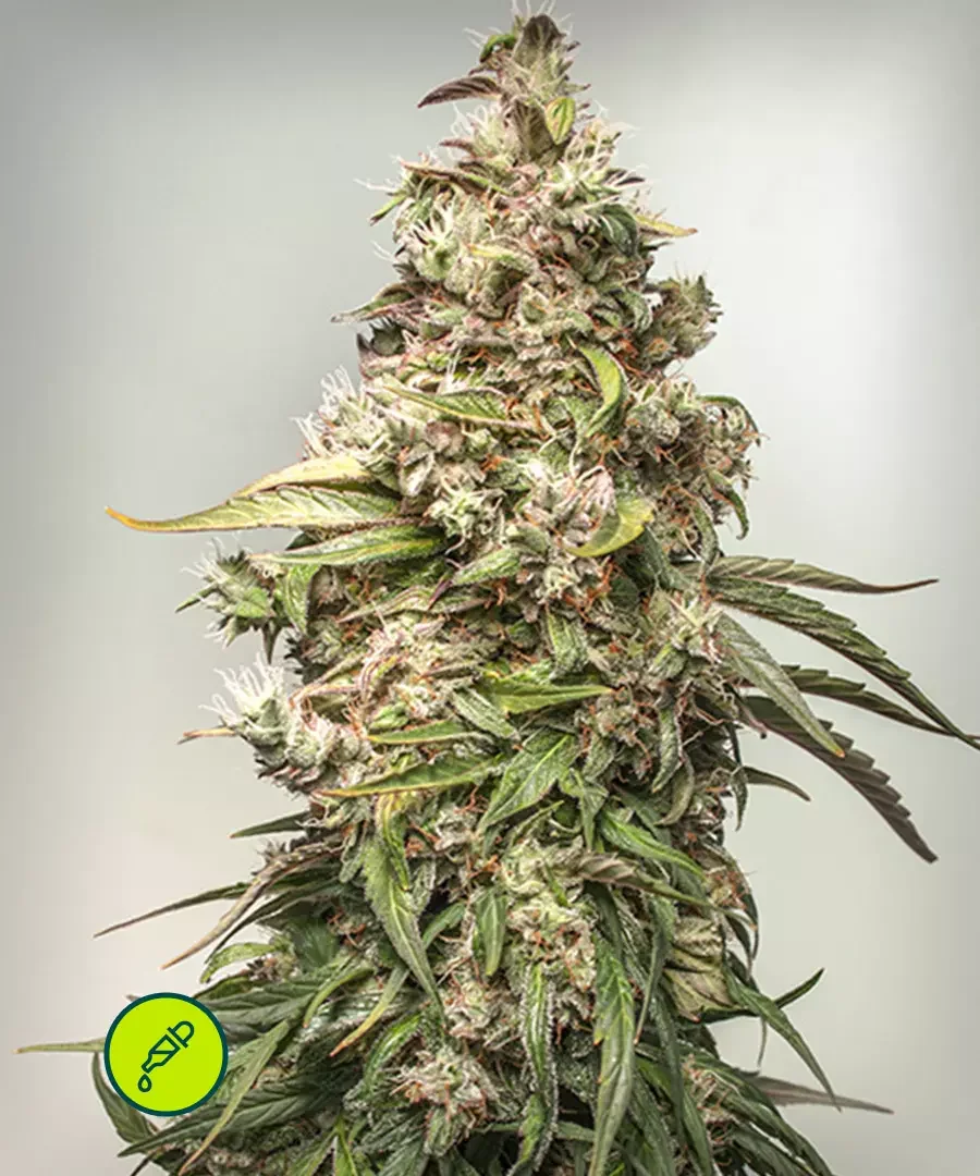 Cbd Charlottes Angel