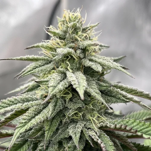 Papaya Sherbet 4