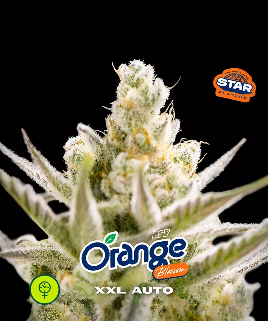 Orange Blossom Xxl 3