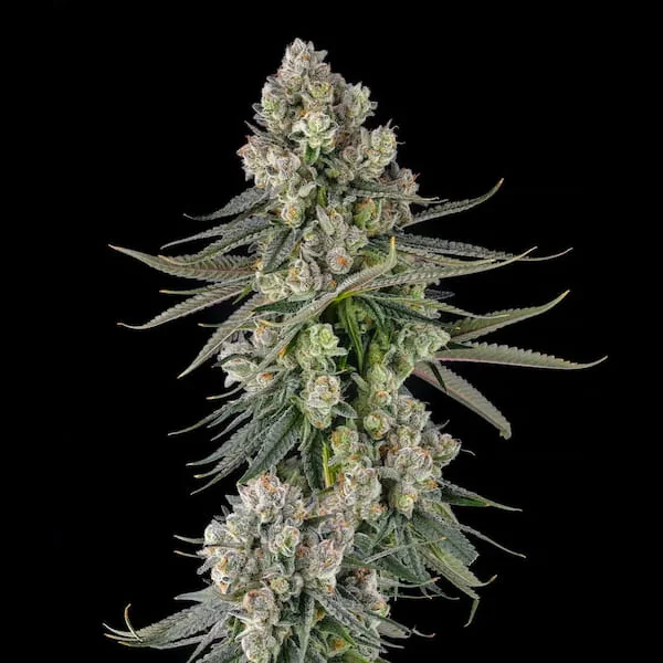 Glue Lotus 2