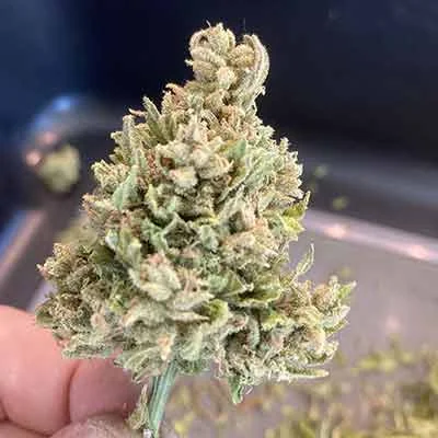 Lemon Haze 2