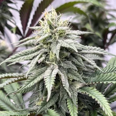Papaya Sherbet 3