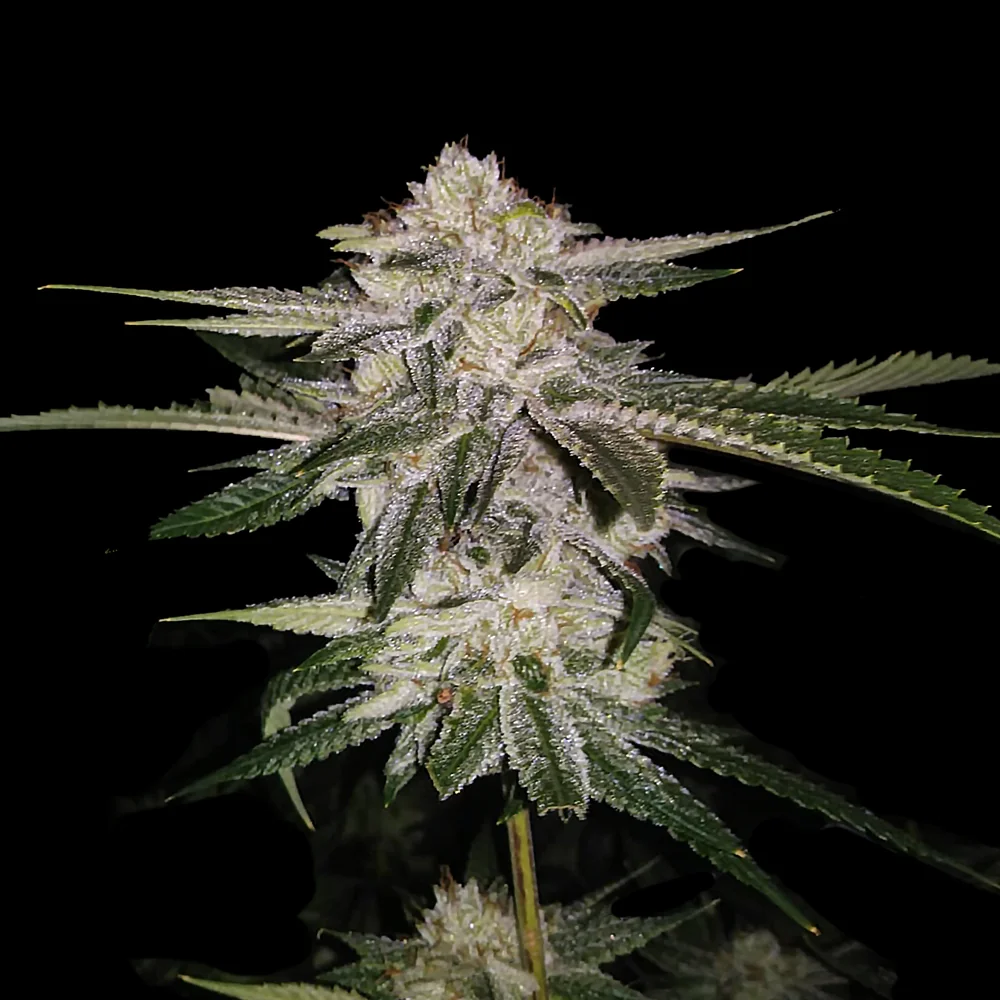 Miss Dna 2