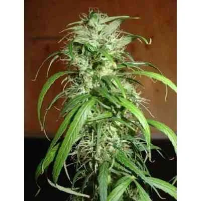 Haze 2