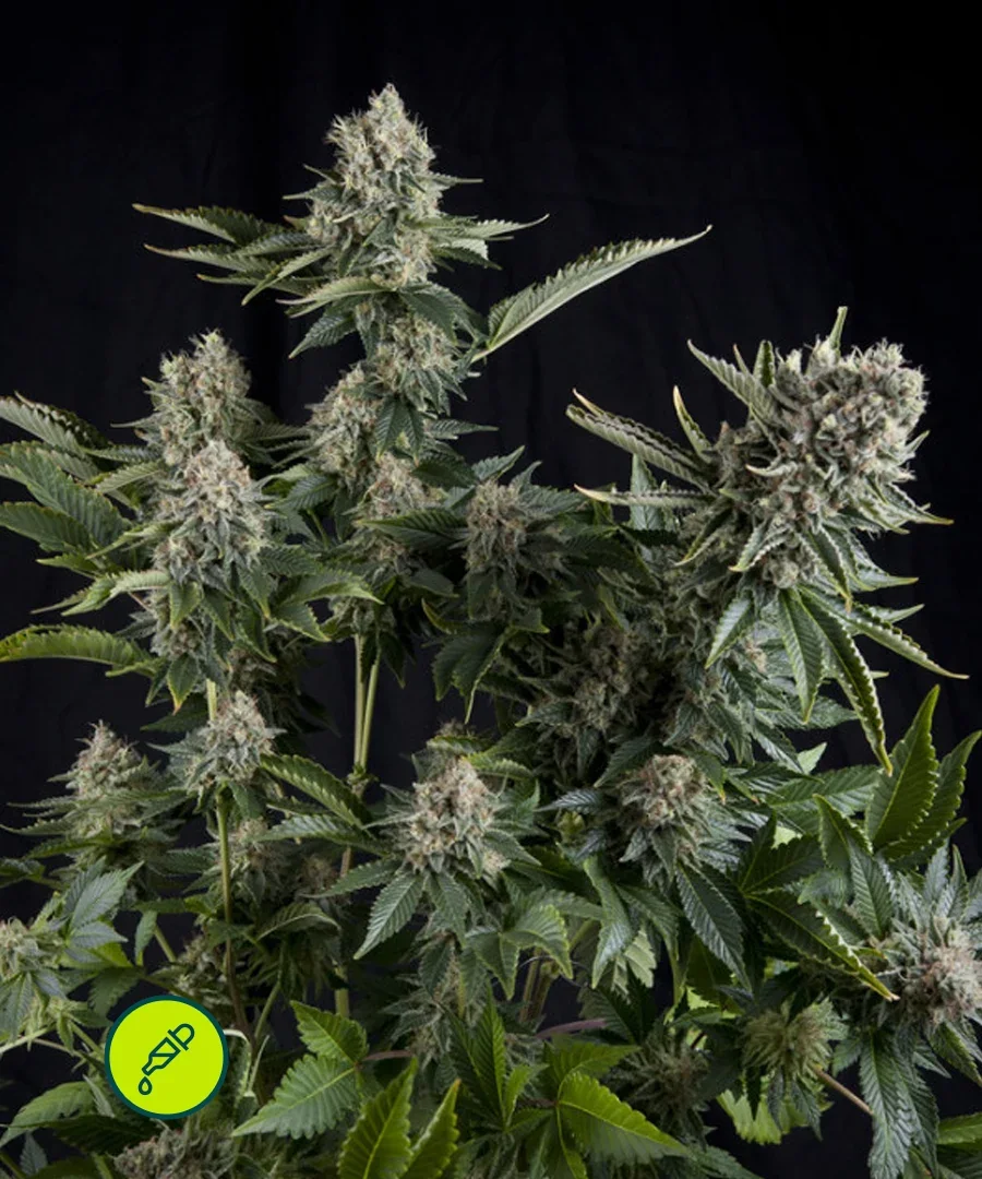 White Widow Cbd 5
