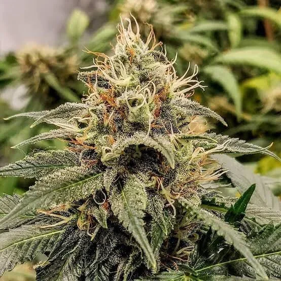 Jack Herer