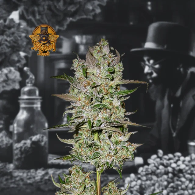 Critical Kush