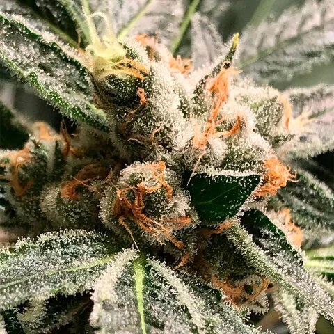 Deimos Caramel Latitudsurseeds 2