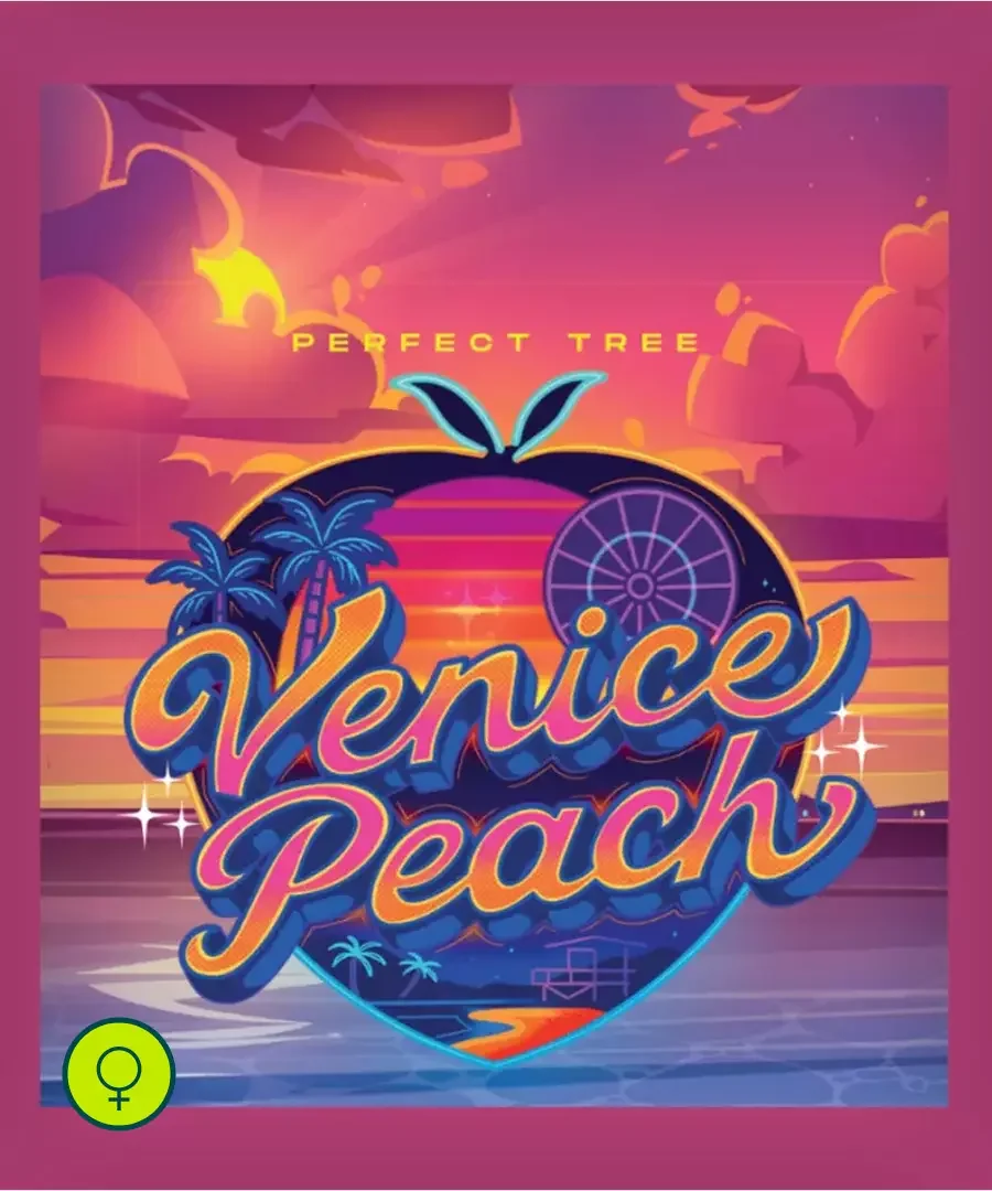 Venice Peach 3