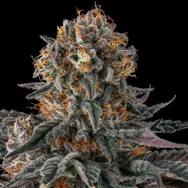 Orange Moon 2