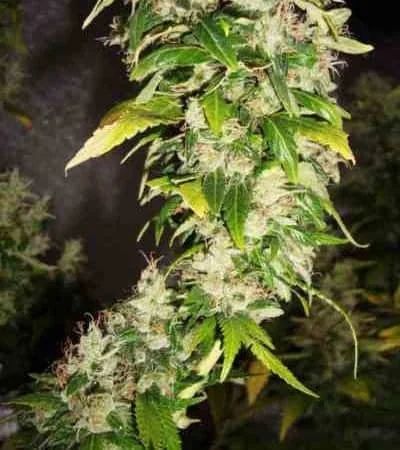 White Rhino 2