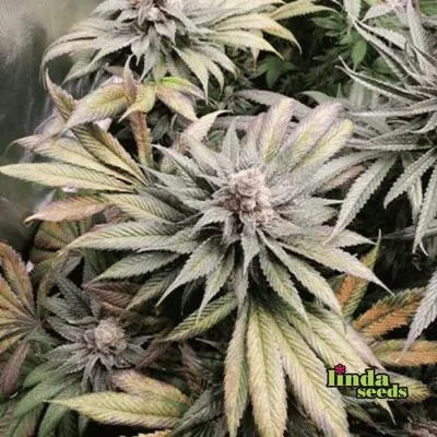 Gmo 2