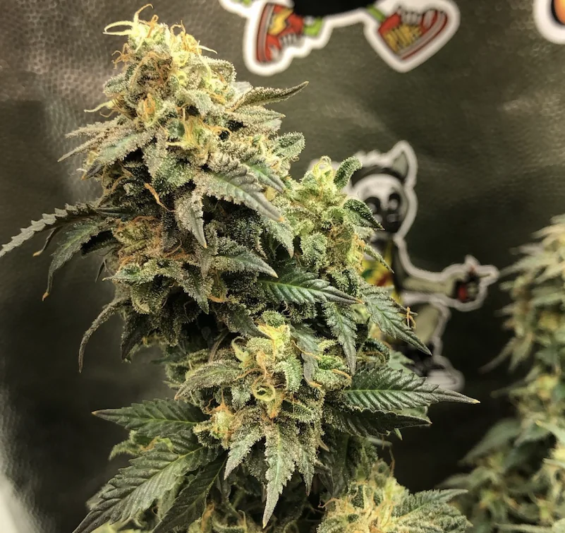 Mack Zkittlez 3