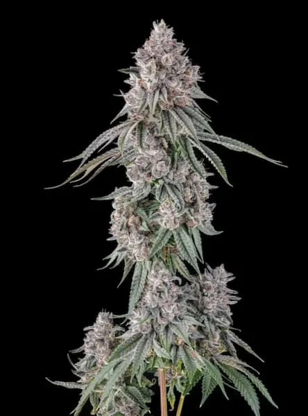 Lemon Chain 3