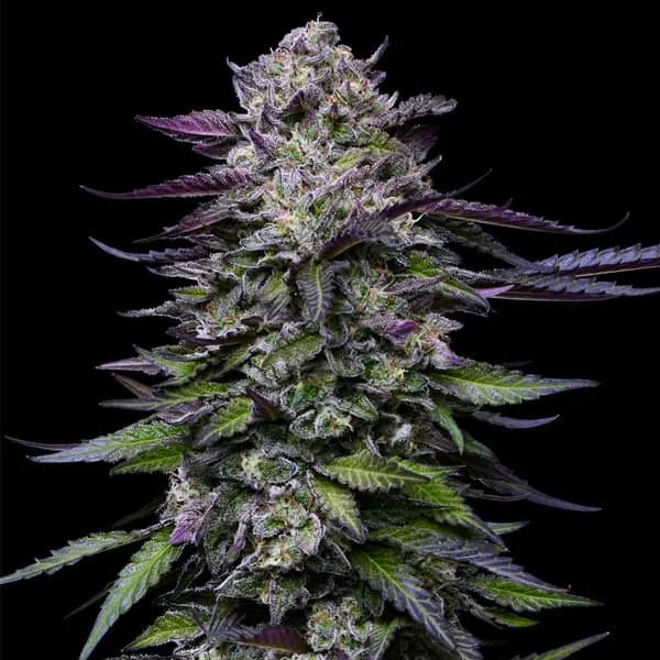 Candy Hustle 2