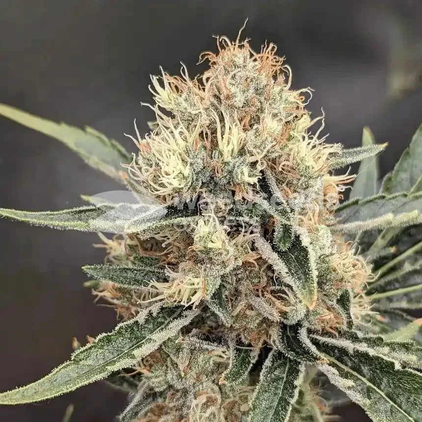 Jack Herer