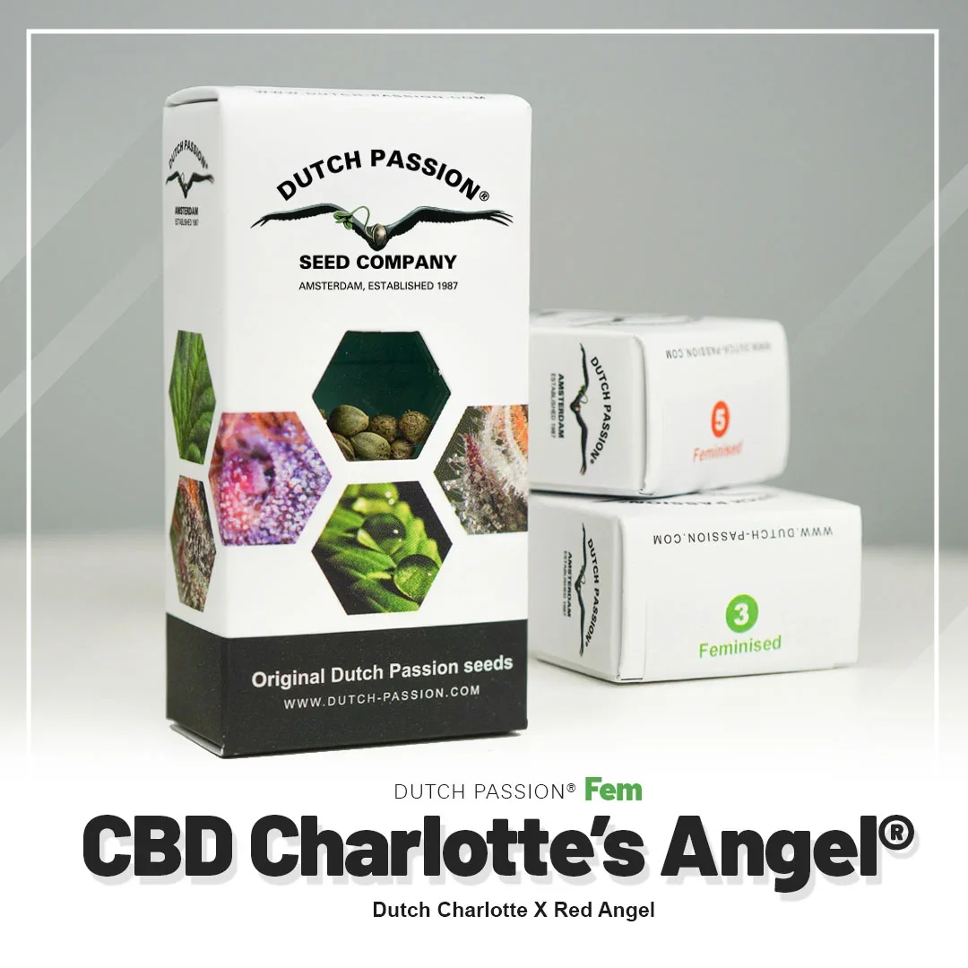 Cbd Charlotte S Angel