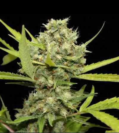 Pineapple Chunk