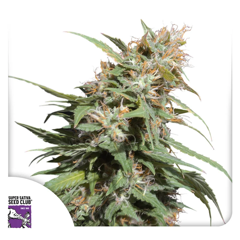 Pineapple Poison 5