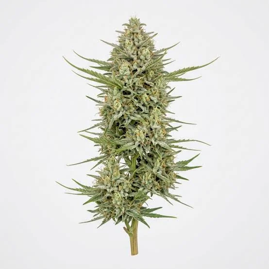 Jack Haze 2