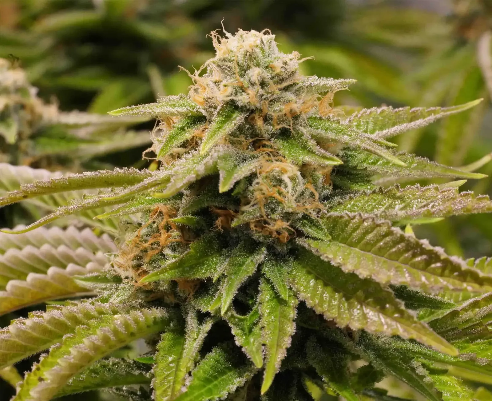 Gorilla Glue