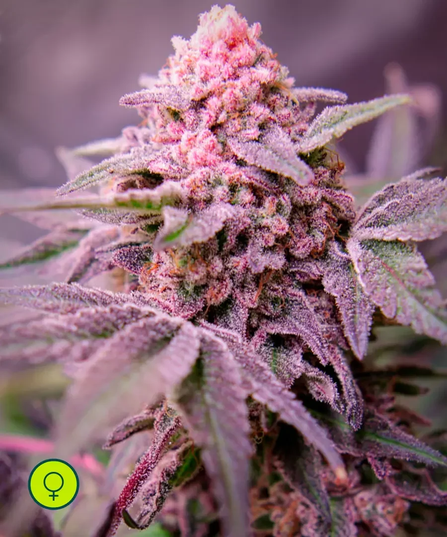Blue Applez 4