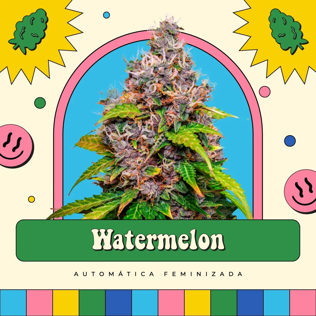 Watermelon 3