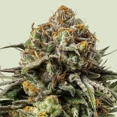 Gelato 44